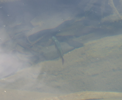 Melanotaenia splendida splendida