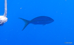 Ocyurus chrysurus