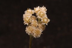 Antennaria pulcherrima