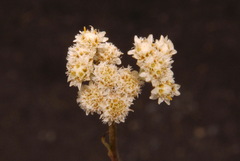Antennaria pulcherrima