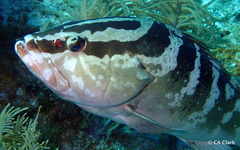 Epinephelus striatus