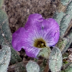 Nama hispida spathulata