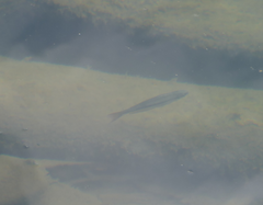 Melanotaenia splendida splendida