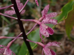 Dipodium punctatum