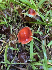 Hygrocybe laetissima