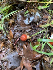 Hygrocybe laetissima