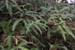 Dicranopteris