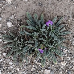 Nama hispida spathulata