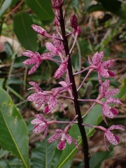 Dipodium punctatum