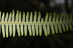 Dicranopteris