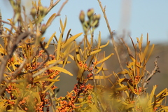 Phoradendron carneum