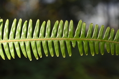 Dicranopteris