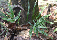 Lindsaea ensifolia