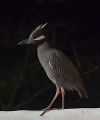 Nyctanassa violacea pauper