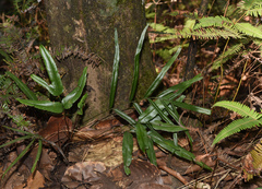 Lindsaea ensifolia