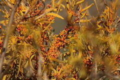Phoradendron carneum