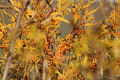 Phoradendron carneum