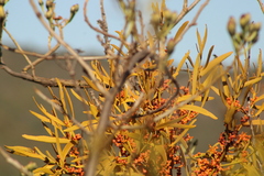 Phoradendron carneum