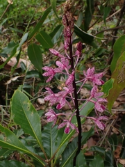 Dipodium punctatum