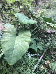 Xanthosoma sagittifolium