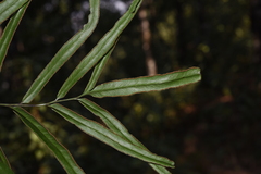 Lindsaea ensifolia