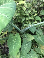 Xanthosoma sagittifolium