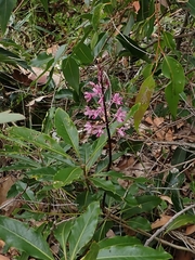 Dipodium punctatum