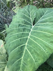 Xanthosoma sagittifolium