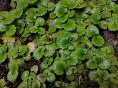 Dysopsis glechomoides