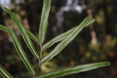 Lindsaea ensifolia