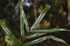 Lindsaea ensifolia