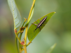 Rhinotia suturalis