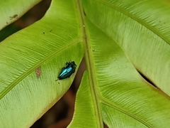 Endelus cupido