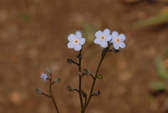 Myosotis asiatica