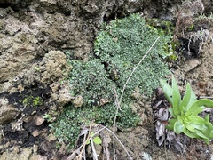 Targionia hypophylla