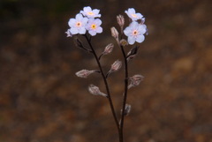 Myosotis asiatica