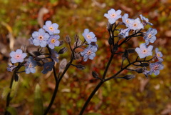Myosotis asiatica