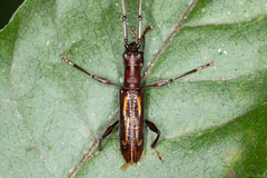 Opacibidion opacicolle