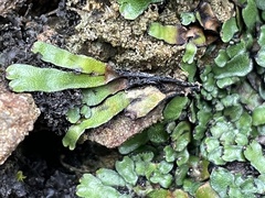 Targionia hypophylla