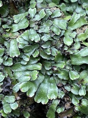 Targionia hypophylla