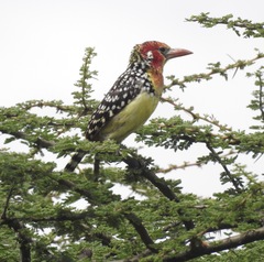 Trachyphonus erythrocephalus