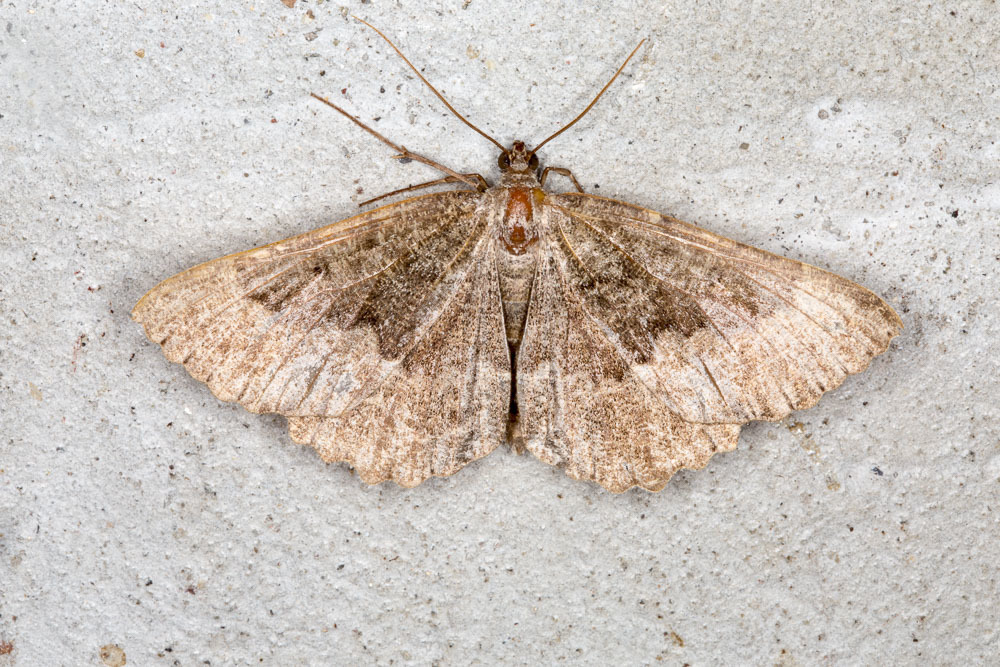 Genus Gnophos · iNaturalist