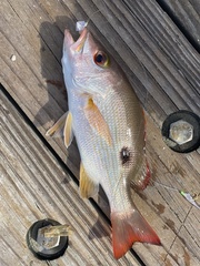 Lutjanus synagris