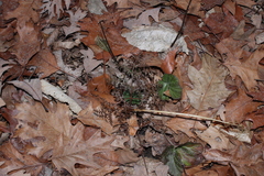 Sceptridium dissectum dissectum