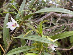 Dendrobium cunninghamii