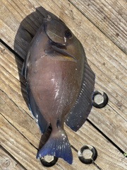 Acanthurus