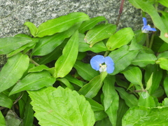 Commelina auriculata