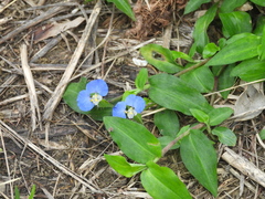 Commelina auriculata