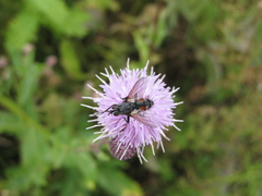 Eriothrix rufomaculata