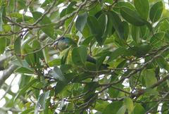 Cyclopsitta diophthalma